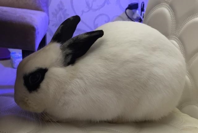 兔子喉咙咕咕的声音，兔子发出咕咕的声音