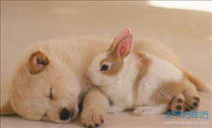 5年属兔婚姻怎么样女，75年女兔人一生婚姻状况"