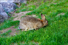 属兔人寿命能活多少岁，属兔人2022年运势运程