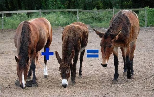 马和马配对怎么不好，夫妻两人都属马相克吗
