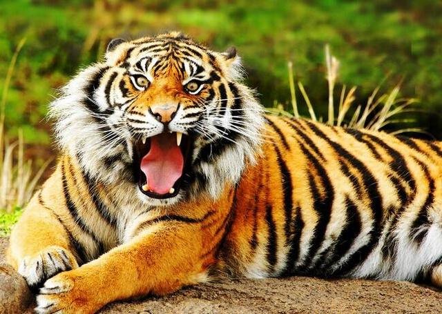 龙的死对头是什么动物，迦楼罗的天敌是什么