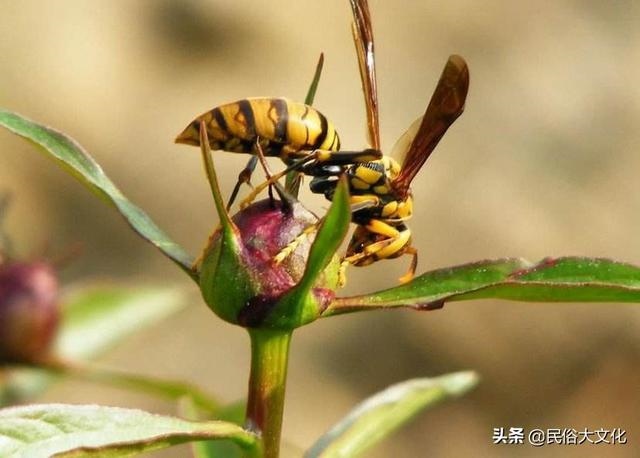 屬蛇忌諱幾月出生農(nóng)歷，屬蛇的女人寡婦命