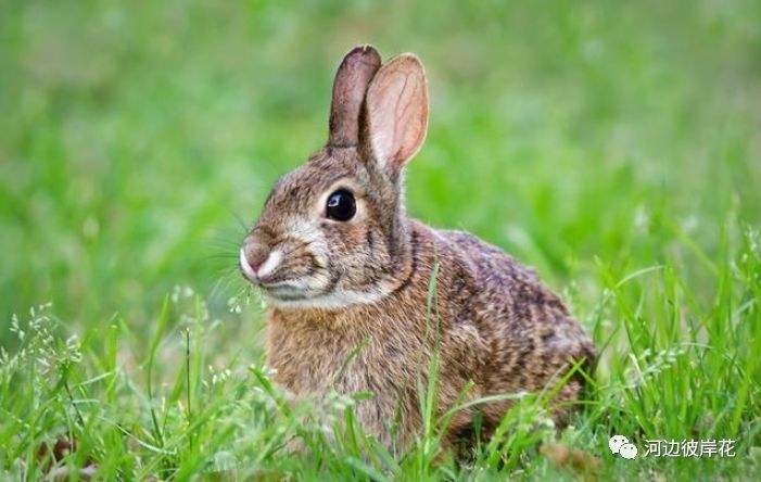 7年是什么命属什么，1987年出生五行属什么"