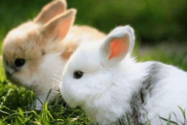 属兔人什么时辰出生好,属猴人出生的更佳时辰