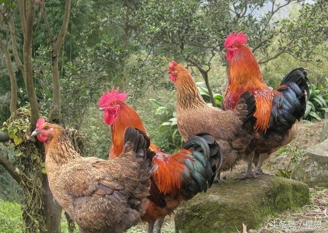 属鸡的女人命运怎么样，属鸡人一生最克谁