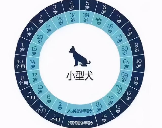 羊和人的年龄换算，羊的年龄几个月为一岁