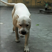 4年狗几月出生最不好，94年属狗女几月出生更好"