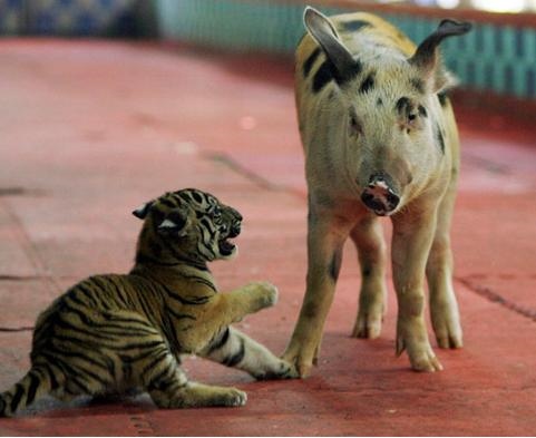 属猪男和属鼠兔相配吗，属狗男和属兔女的相配吗