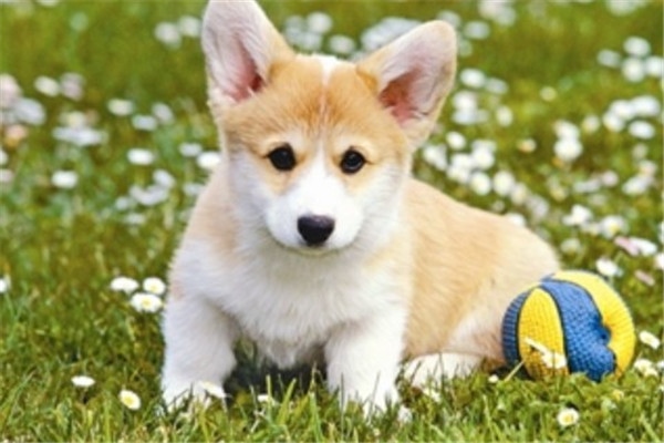 属狗的今天运势和财运，生肖狗2022 年每月运势