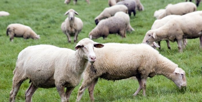 属羊的分别年龄是多少，1931年羊最终寿命是多少岁