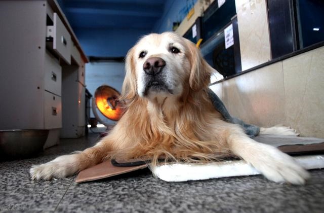 022年生肖狗年龄对照表，2022年生肖年龄对照表"