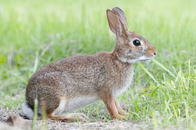 兔子发出咕咕的叫声，兔子吃东西发出咕咕声