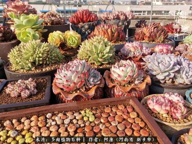 属龙的哪天出生最苦，属龙生在几月最命苦