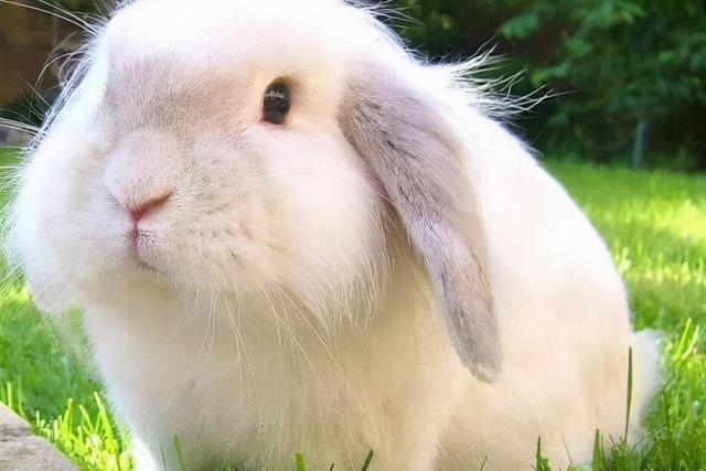 生肖兔和什么生肖最配，1999年属兔婚配