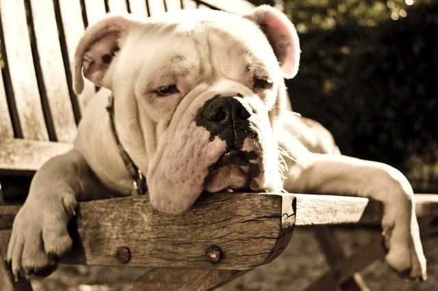 属狗适合开什么店，适合一个人开的实体店