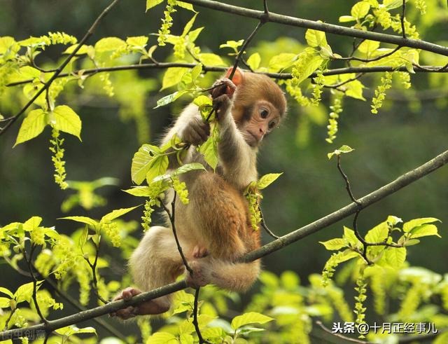 999年为什么属虎，1999年为什么也有属虎的"