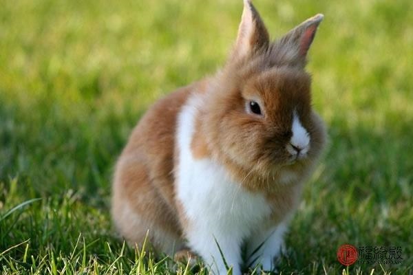 属兔男花心吗出轨吗，什么属相更爱出轨