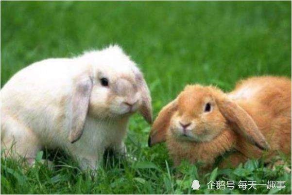 5年属兔运势怎么样，1975年今年运程怎么样"