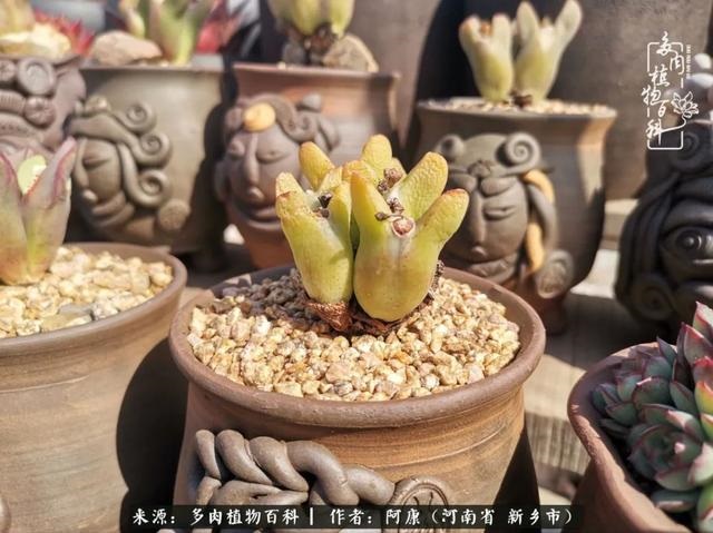 属龙的哪天出生最苦，属龙生在几月最命苦