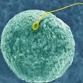 怎样怀男孩的几率更高，100%生男孩的症状