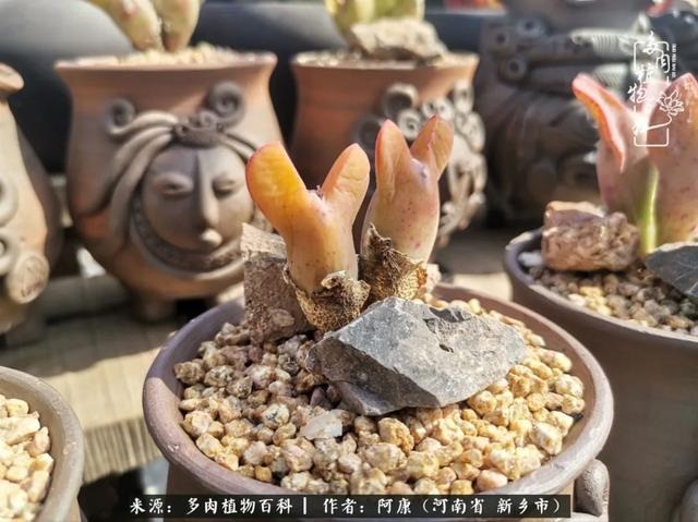 属龙的哪天出生最苦，属龙生在几月最命苦