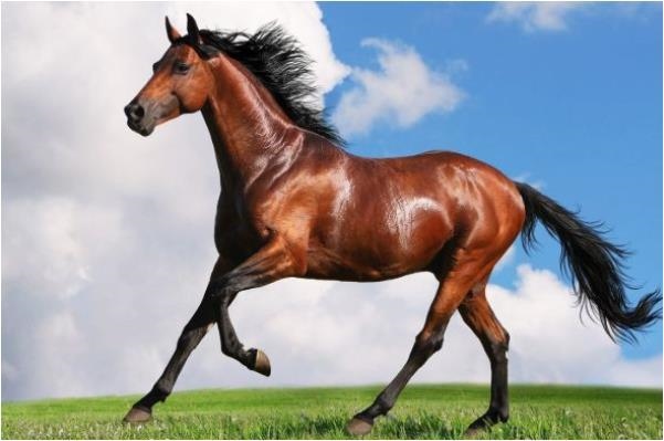 6年属马人2022年每月运势,1966年属马人2022