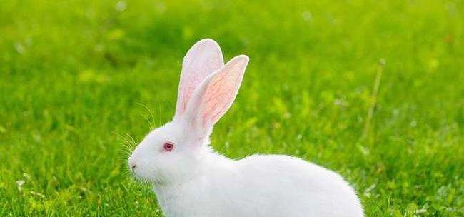 属虎跟兔子相配吗，老虎生肖和兔子生肖配对吗