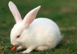 十二属相排行的顺序，十二生肖的贵人属相