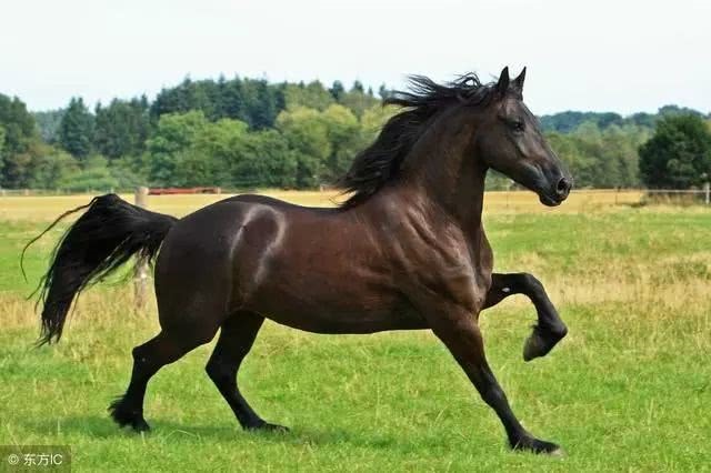 属马今年都是多少岁,2022 年属马的几岁了