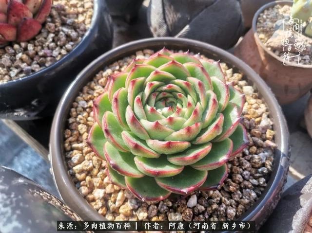 属龙的哪天出生最苦，属龙生在几月最命苦