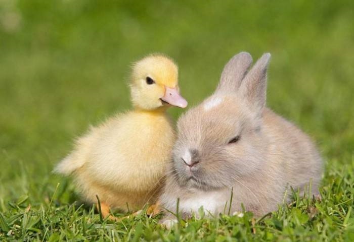 属兔1999年农历9月，1999年属兔女姻缘几时会来