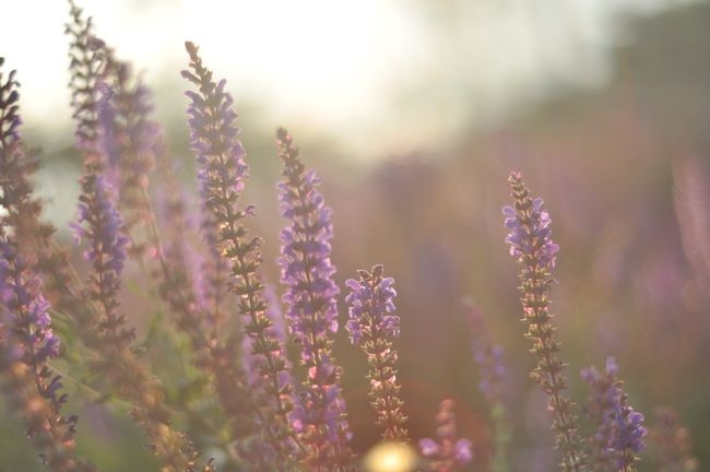 属羊的情人是属什么的，79年属羊人后半生婚姻