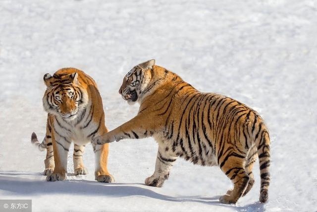 属龙女最怕出生几月，属龙女2022 年运势