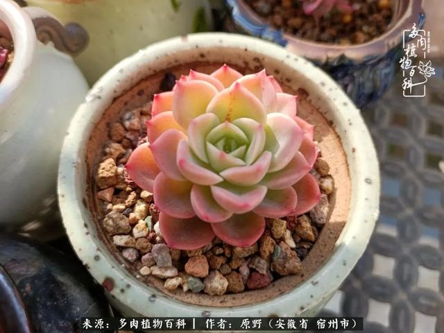 别人送兔子给我养好不好，兔子可以送给别人养吗