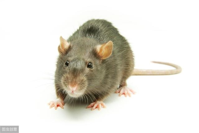 十二生肖排行榜顺序图片，十二生肖排序图