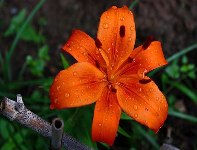 022年属兔大忌，犯太岁2022年生肖是什么"