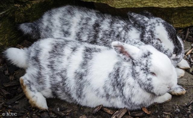 022年属兔会添丁好吗,2022年适合添丁的属相"