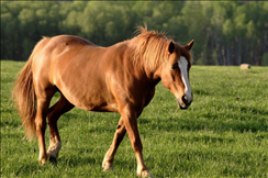 3岁属马的是哪年出生的，78年马2022