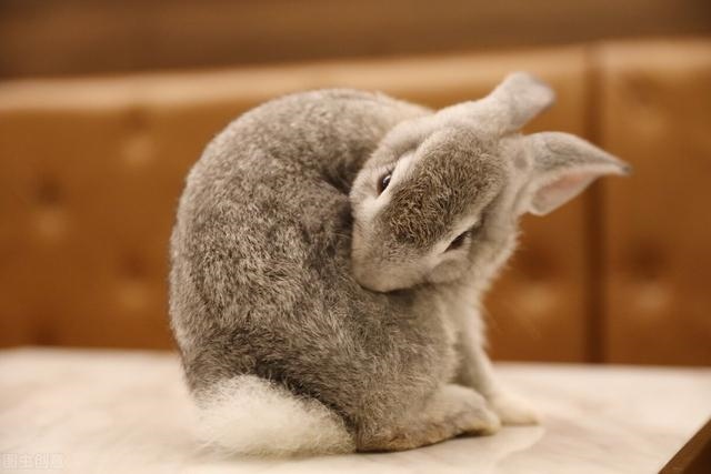 兔子喉咙咕咕的声音，兔子发出咕咕的声音