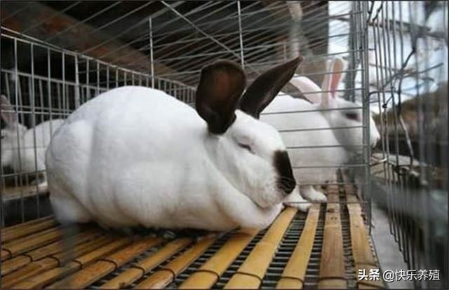 种兔哪里可以买，哪里有兔子苗卖