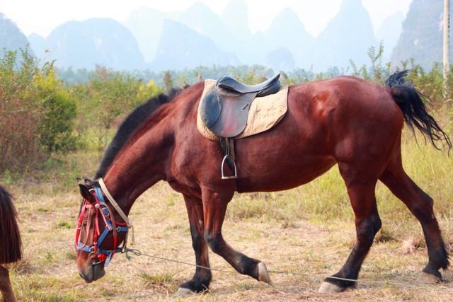 马和马配对怎么不好，夫妻两人都属马相克吗