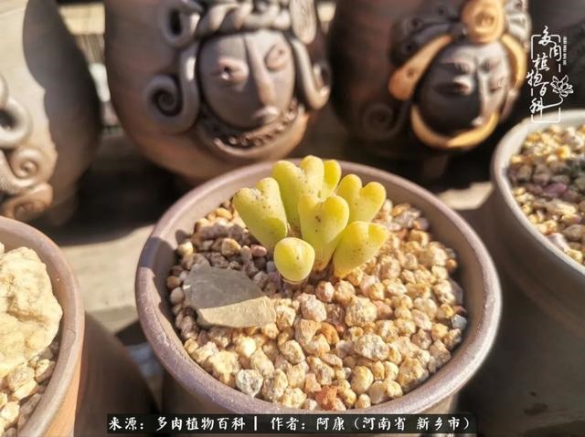 属龙的哪天出生最苦，属龙生在几月最命苦