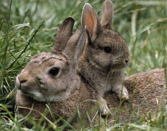 放养野兔的养殖技术，生态放养散养养殖场