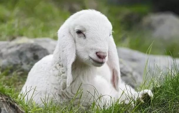 属猴女哪个月最有福气，男兔和女蛇属相合不合