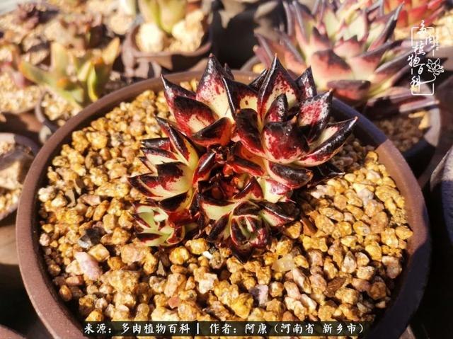 属龙的哪天出生最苦，属龙生在几月最命苦