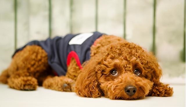 羊和人的年龄换算，羊的年龄几个月为一岁