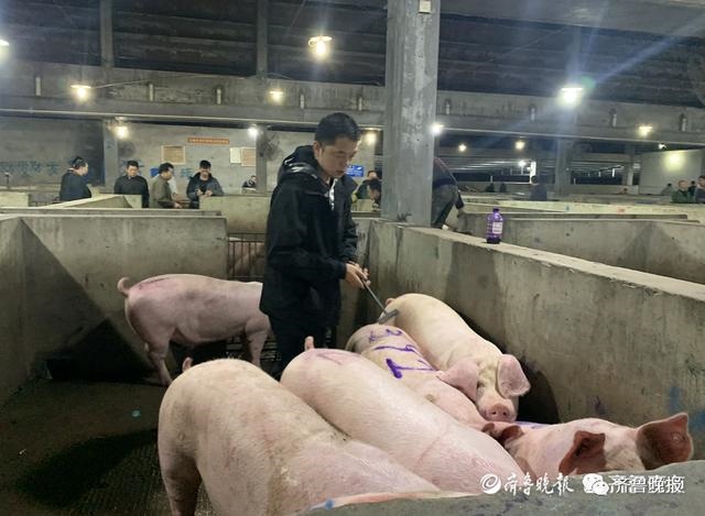 男猪女兔在一起好不好，猪男女兔结婚