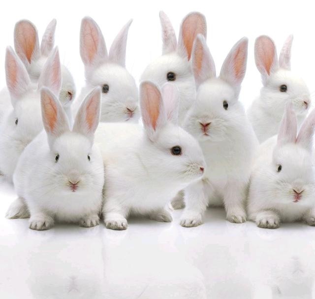 987年属兔的更佳配偶，87年属兔的2022