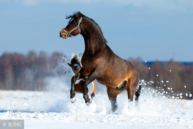 022年马年运程,2022