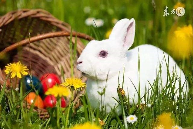 属兔明年2022运势如何,1987年属兔人2022年运势